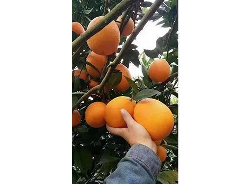 纽荷尔