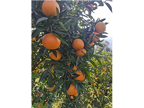 血橙