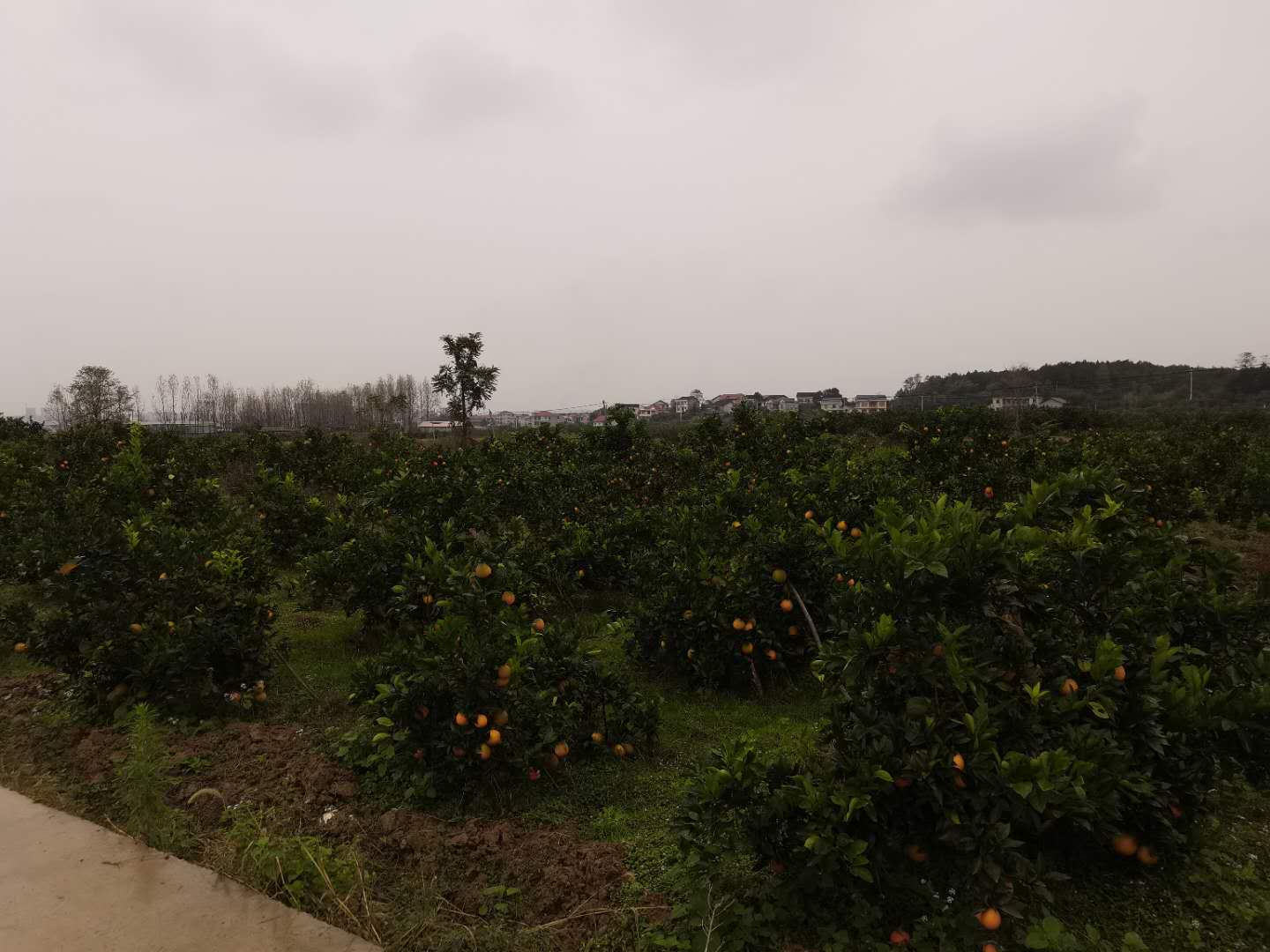 溆浦县好友果品种植专业合作社,好友果品种植,怀化蜜桔批发,湖南蜜桔价格,纽荷尔脐橙价格,湖南柑橘,蜜桔