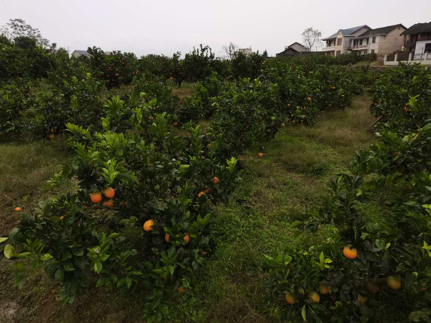 溆浦县好友果品种植专业合作社,好友果品种植,怀化蜜桔批发,湖南蜜桔价格,纽荷尔脐橙价格,湖南柑橘,蜜桔