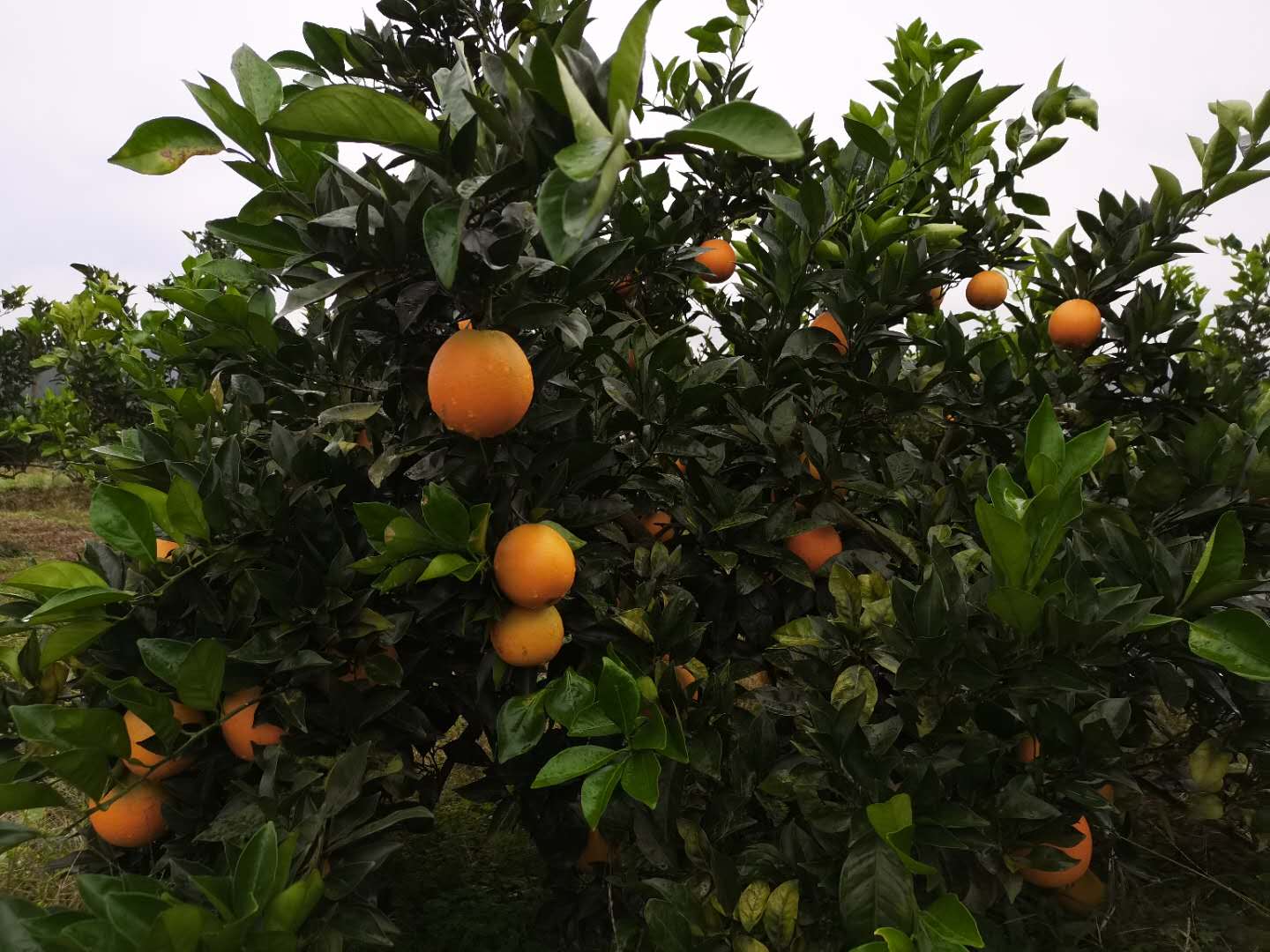溆浦县好友果品种植专业合作社,好友果品种植,怀化蜜桔批发,湖南蜜桔价格,纽荷尔脐橙价格,湖南柑橘,蜜桔