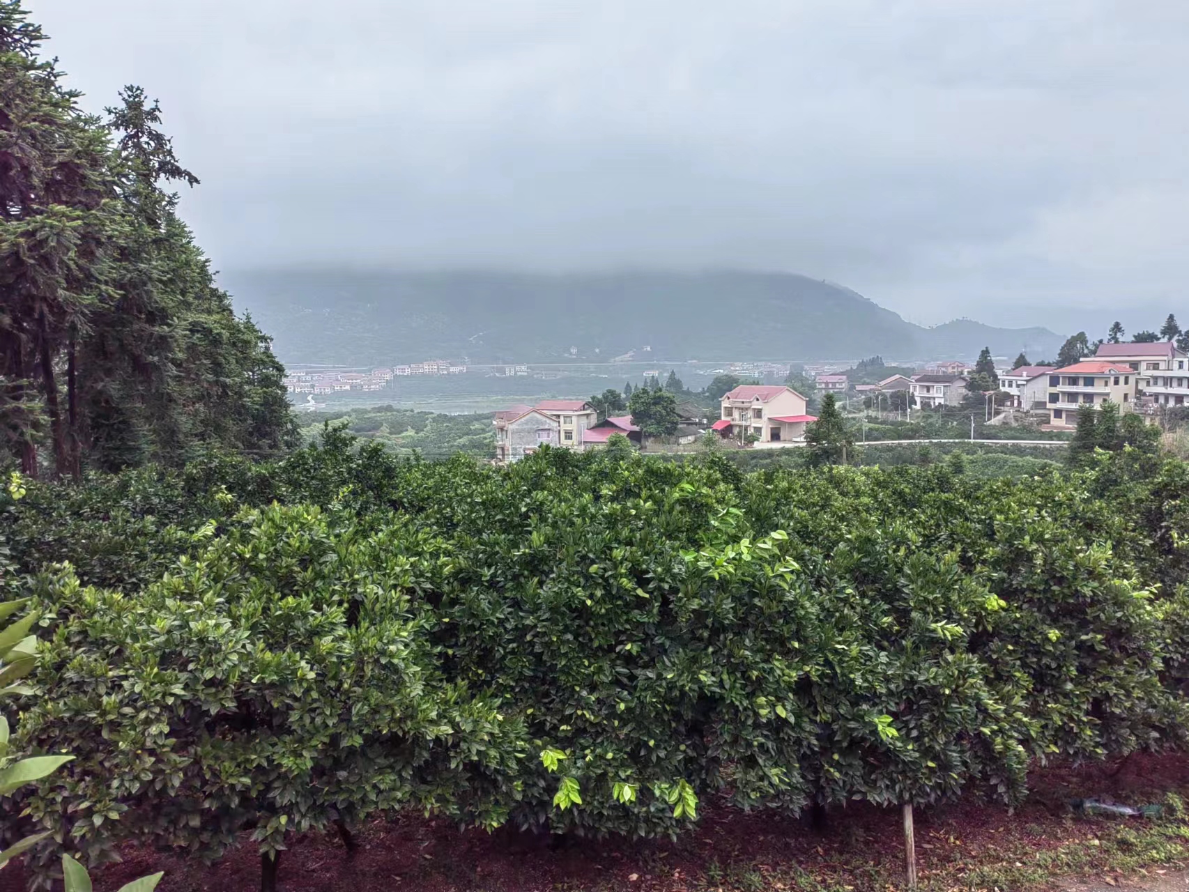 溆浦县好友果品种植专业合作社,好友果品种植,怀化蜜桔批发,湖南蜜桔价格,纽荷尔脐橙价格,湖南柑橘,蜜桔